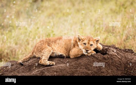 Baby lion cub Stock Photo - Alamy