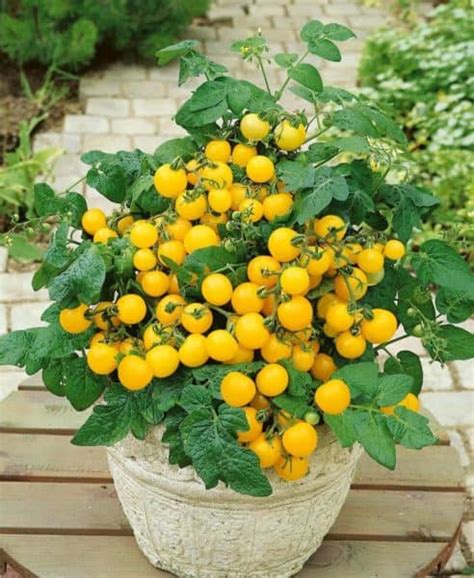 15 Must-Grow Tomato Varieties for Small Containers – Bountiful Gardener