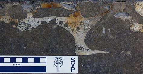 Fossils under your feet: Ancient sea cow found in Spanish street - The Archaeology News Network