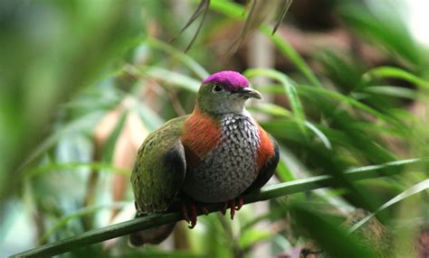 Superb fruit dove | Zoo Barcelona