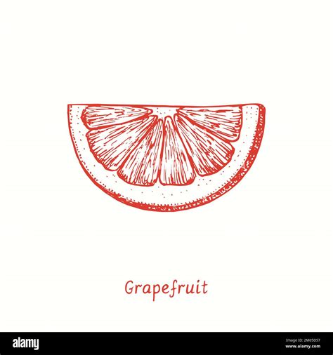 Grapefruit cut slice. Ink doodle drawing in woodcut style Stock Photo - Alamy