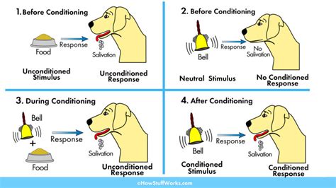 behaviorism - What is the difference between conditioning and learning ...