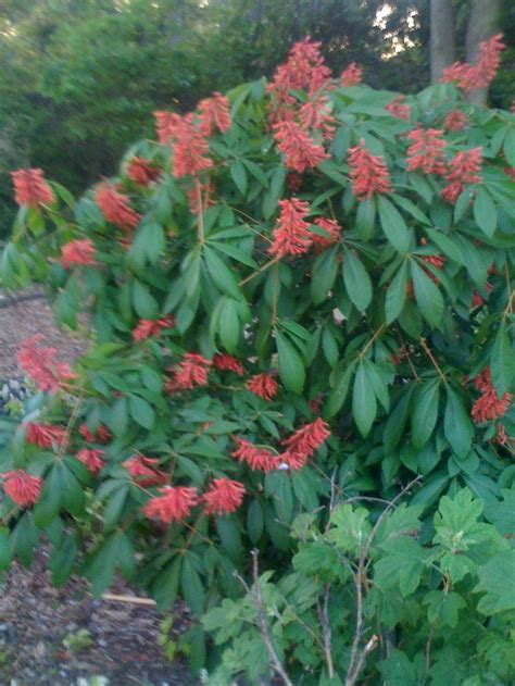 Aesculus Pavia... Red Buckeye Tree Its a medium understory tree when ...