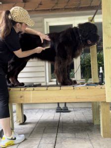 Grooming Tools For The Newfoundland Dog - My Brown Newfies