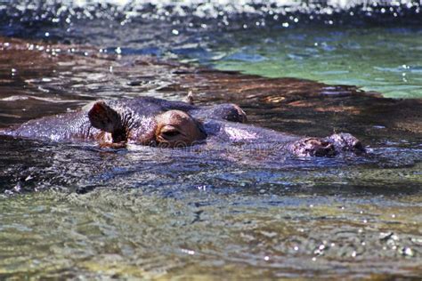 Hippo stock image. Image of hippopotamus, head, aquatic - 33400071