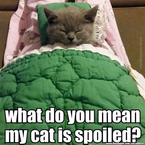 Spoiled? Say it isn't so! Funny Cats And Dogs, Silly Cats, Crazy Cats, Cute Cats, Baby Animals ...