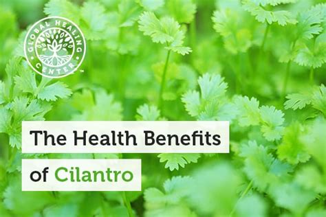 The Health Benefits of Cilantro