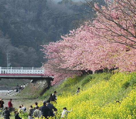 แม่น้ำคาวาซุ Kawazu River | TalonJapan.com เว็บคนชอบเที่ยวญี่ปุ่น