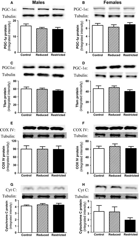 Skeletal muscle mitochondrial biogenesis markers. Mitochondrial... | Download Scientific Diagram