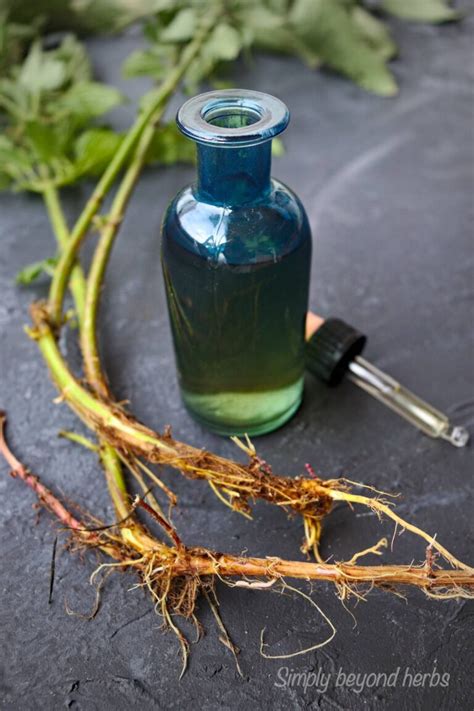 Stinging nettle root extract recipe - SimplyBeyondHerbs