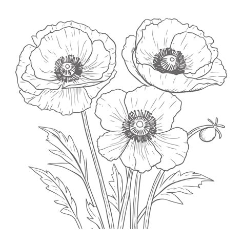 Poppy Flowers Watercolor Clipart Vibranthandprintable - vrogue.co