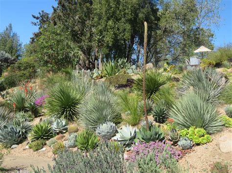 UC Santa Cruz Arboretum & Botanic Garden - 2021 All You Need to Know BEFORE You Go | Tours ...