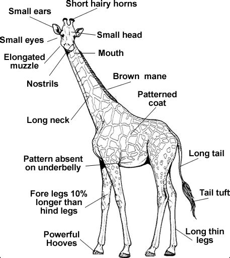 Giraffe Anatomy | Neck, Hide and Horns of a Giraffe