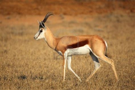 Antelope - Facts about Antelopes | Passnownow