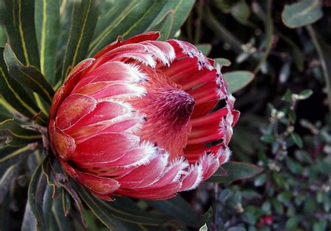 Protea "Pink Ice" | Protea is both the botanical name and th… | Flickr