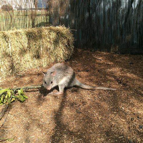 Rufous Bettong | Aussie Wildlife Displays