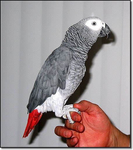 African Grey Parrot | African grey Parrot for Sale | Parrot for Sale | Parrot | Breeding of ...