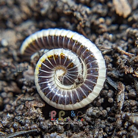 White Stripe Millipede – Pet Pedes and Pods