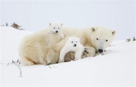 Polar Bear Mother and Cubs Photography