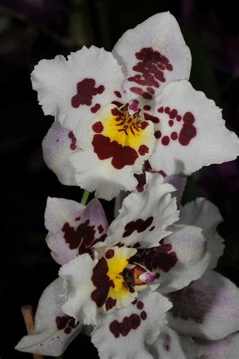 Odontoglossum hybrid | Also this hybrid was not labelled - b… | Flickr