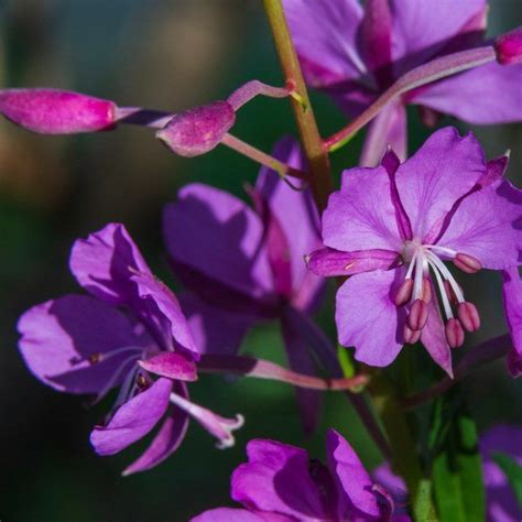 Pin on Purple Wildflowers