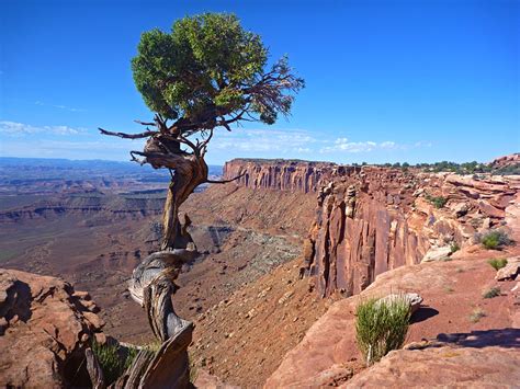 Tree on the plateau edge: Grand View Trail, Canyonlands National Park, Utah