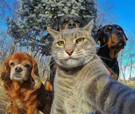 Two Dogs and a Cat in Nature