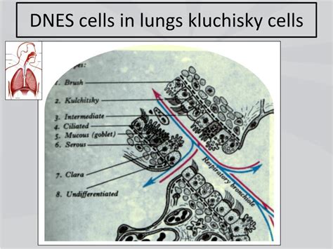 PPT - DIFFUSSE NEUROENDOCRINE SYST(DNES) OR APUD SYST OR CHROMAFFIN ...