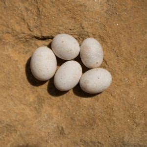 Snake Eggs vs Lizard Eggs vs Turtle Eggs - SnakeTracks.com