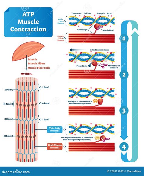 ATP Muscle Contraction Cycle Vector Illustration Labeled Educational ...