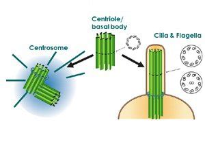 Do centrioles synthesize cilia and flagella? - Quora