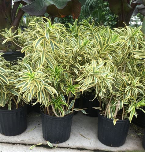 Song Of India Plant - Dracaena - Toronto Bulk Flowers