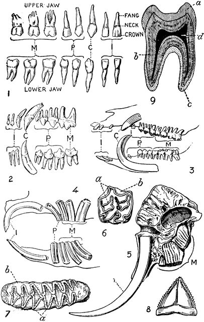 Animal Teeth Diagram