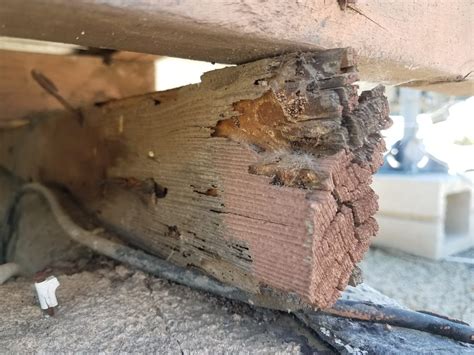 Drywood Termite Damage | WDO Articles