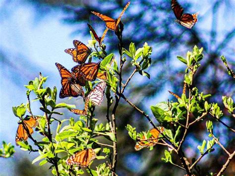 Santuario de la Mariposa Monarca, conócelo en el parador El Rosario