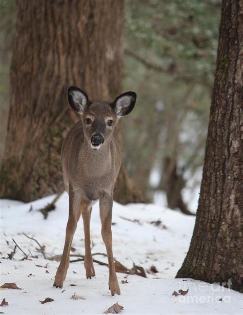 Baby deer in snow Photograph by Mary Watson