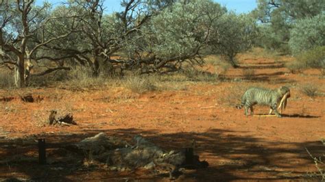 Researcher catches huge feral cats on camera roaming in Australian outback | news.com.au ...