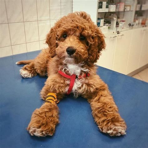 brown cockapoo puppy | Cockapoo, Brown cockapoo, Cockapoo puppies