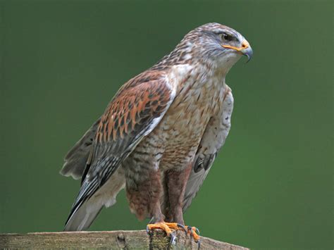 File:Ferruginous Hawk RWD3.jpg - Wikimedia Commons