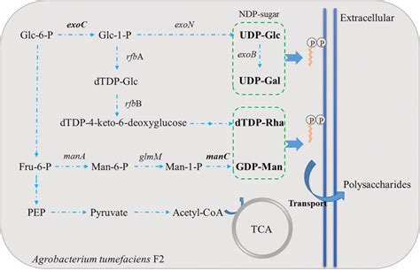 Hypothetical biosynthesis pathway of polysaccharide in... | Download Scientific Diagram