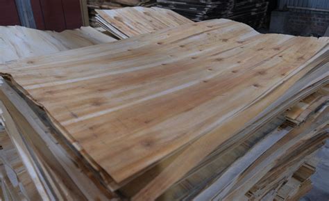 WHAT IS VENEER PLYWOOD? AND APPLICATION IN PRODUCING PLYWOOD