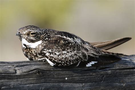 common nighthawk | Bird species, Birds, Nighthawks