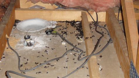 How to Safely Clean Up Mice Droppings - Pest Control Caledon