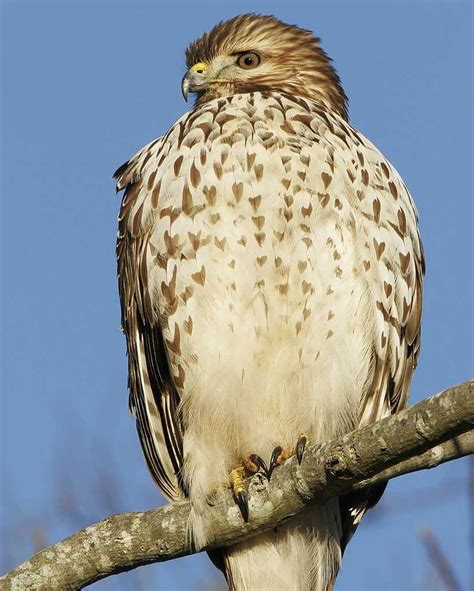 Red-shouldered Hawk | Audubon Field Guide