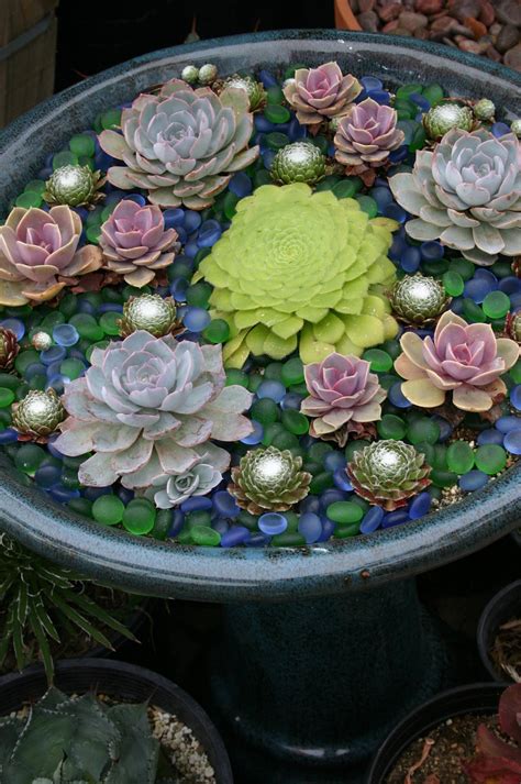 50 Best Succulent Garden Ideas for 2021