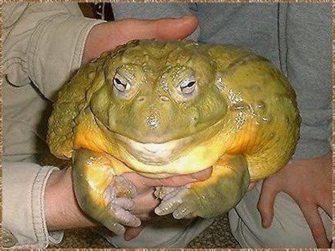 52 best African Bullfrog images on Pholder | Frogs, Natureismetal and ...