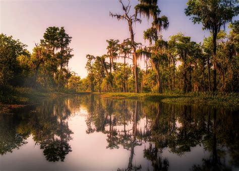 Bayou vs. Swamp - What's the Difference? - Bayou Swamp Tours