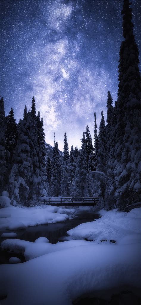 snow covered pine trees during nighttime iPhone Wallpapers Free Download