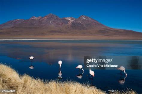 Calama Chile Photos and Premium High Res Pictures - Getty Images