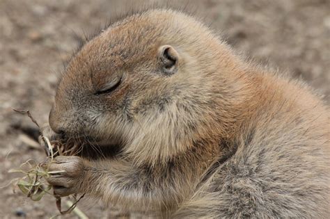 Prairie dog,prairie dogs,cynomys,gophers,rodent - free image from ...